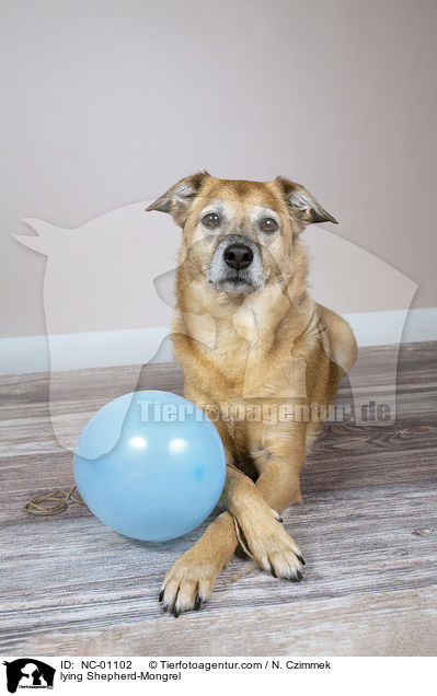 liegender Schferhund-Mischling / lying Shepherd-Mongrel / NC-01102