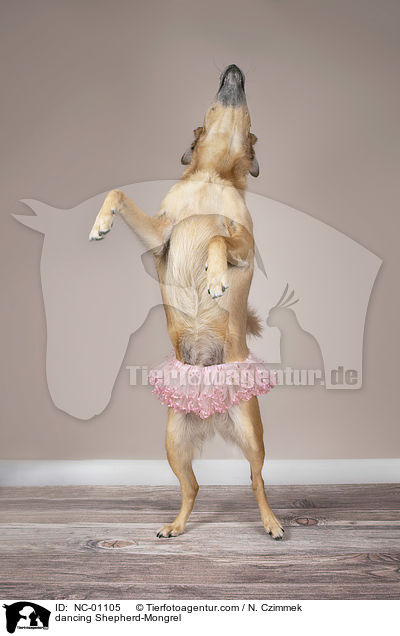 tanzender Schferhund-Mischling / dancing Shepherd-Mongrel / NC-01105
