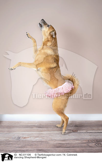 tanzender Schferhund-Mischling / dancing Shepherd-Mongrel / NC-01106