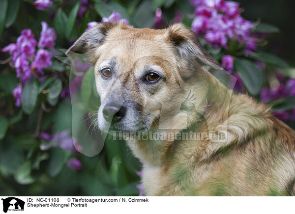 Schferhund-Mischling Portrait / Shepherd-Mongrel Portrait / NC-01108