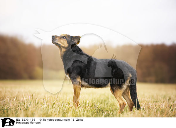 Hovawart-Mischling / Hovawart-Mongrel / SZ-01135