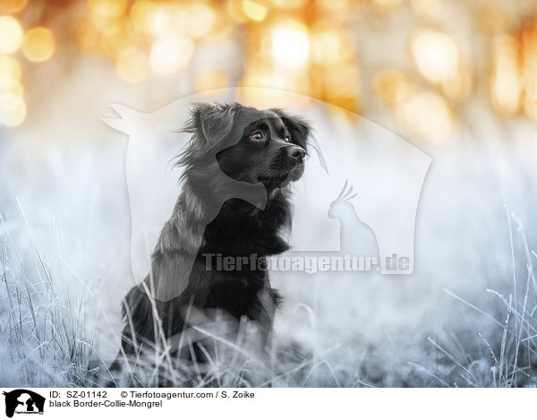 schwarzer Border-Collie-Mischling / black Border-Collie-Mongrel / SZ-01142