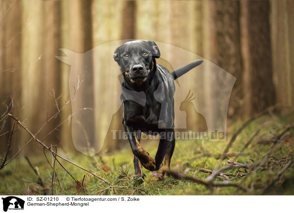 Deutscher-Schferhund-Mischling / German-Shepherd-Mongrel / SZ-01210