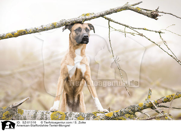 American-Staffordshire-Terrier-Mischling / American-Staffordshire-Terrier-Mongrel / SZ-01316