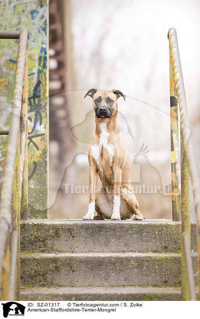 American-Staffordshire-Terrier-Mischling / American-Staffordshire-Terrier-Mongrel / SZ-01317