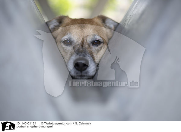 Portrait Schferhundmischling / portrait shepherd-mongrel / NC-01121