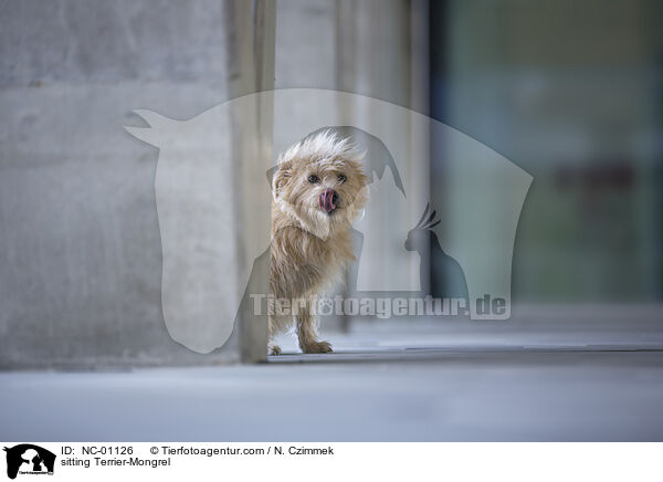 sitzender Terrier-Mischling / sitting Terrier-Mongrel / NC-01126