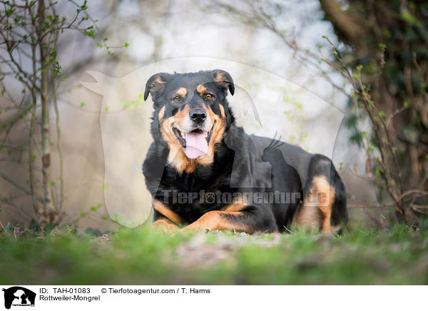 Rottweiler-Mischling / Rottweiler-Mongrel / TAH-01083