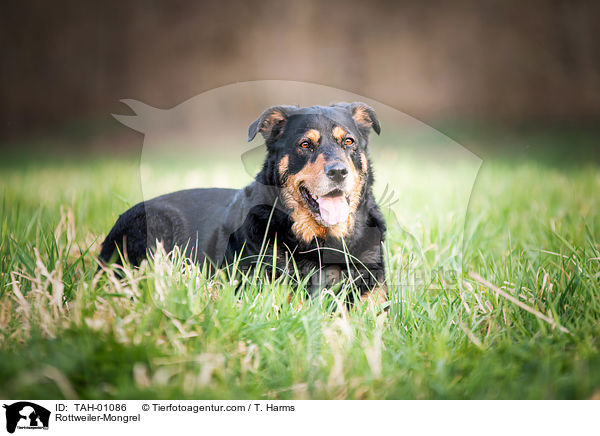 Rottweiler-Mischling / Rottweiler-Mongrel / TAH-01086