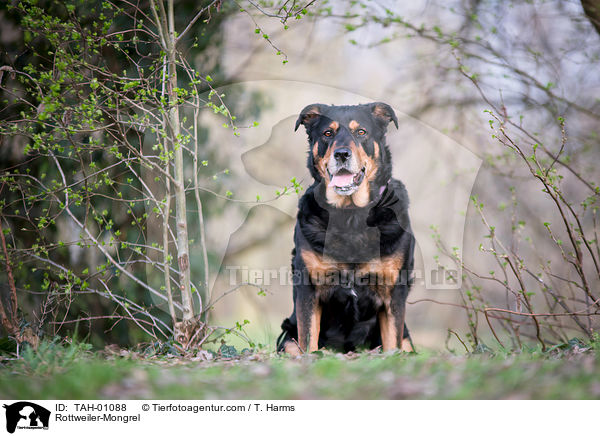 Rottweiler-Mischling / Rottweiler-Mongrel / TAH-01088