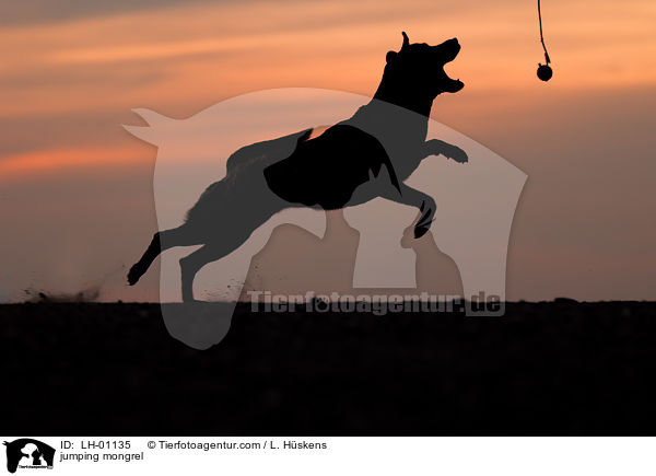 springender Mischling / jumping mongrel / LH-01135