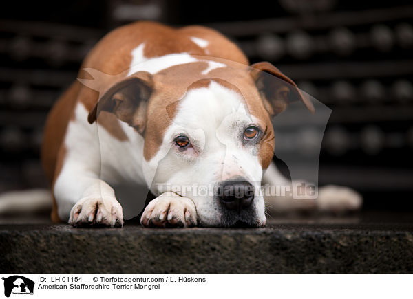 American-Staffordshire-Terrier-Mischling / American-Staffordshire-Terrier-Mongrel / LH-01154