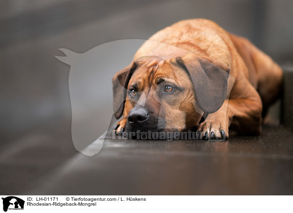Rhodesian-Ridgeback-Mischling / Rhodesian-Ridgeback-Mongrel / LH-01171