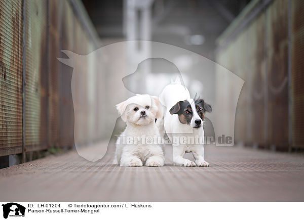 Parson-Russell-Terrier-Mischling / Parson-Russell-Terrier-Mongrel / LH-01204