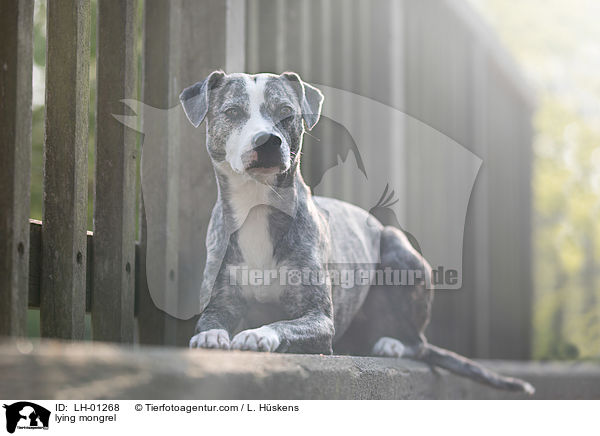liegender Mischling / lying mongrel / LH-01268