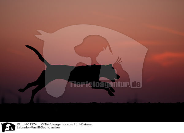 Labrador-Dogge-Mix in Aktion / Labrador-Mastiff-Dog to action / LH-01374