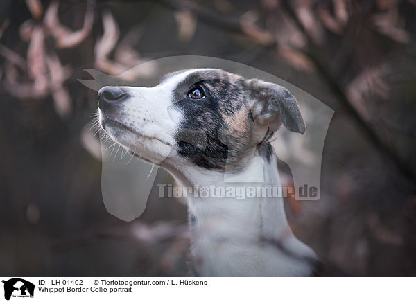 Whippet-Border-Collie Portrait / Whippet-Border-Collie portrait / LH-01402