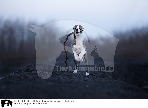 rennender Whippet-Border-Collie / running Whippet-Border-Collie / LH-01406