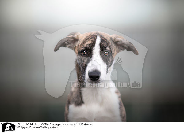Whippet-Border-Collie Portrait / Whippet-Border-Collie portrait / LH-01416