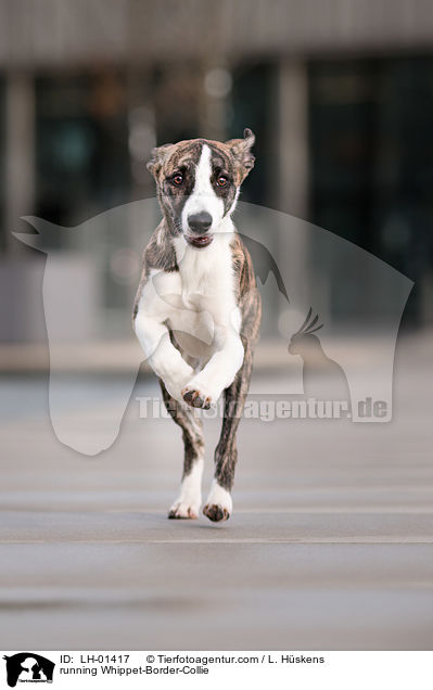 rennender Whippet-Border-Collie / running Whippet-Border-Collie / LH-01417