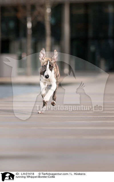 rennender Whippet-Border-Collie / running Whippet-Border-Collie / LH-01418