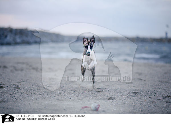 rennender Whippet-Border-Collie / running Whippet-Border-Collie / LH-01432