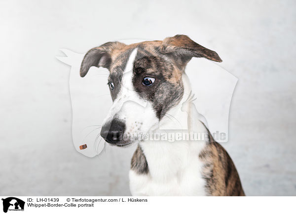 Whippet-Border-Collie portrait / LH-01439