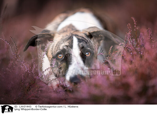 liegender Whippet-Border-Collie / lying Whippet-Border-Collie / LH-01443