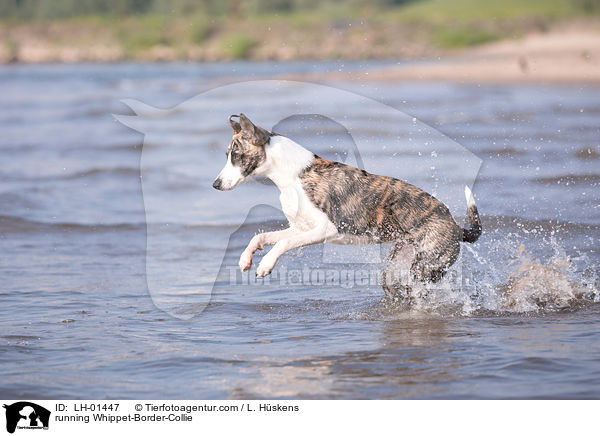 rennender Whippet-Border-Collie / running Whippet-Border-Collie / LH-01447