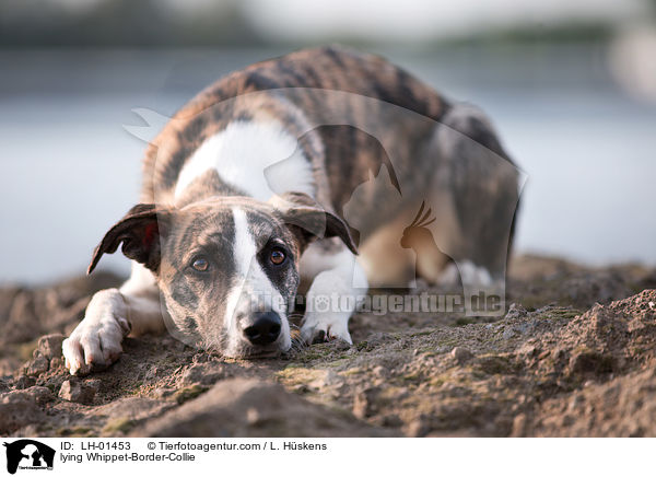 liegender Whippet-Border-Collie / lying Whippet-Border-Collie / LH-01453