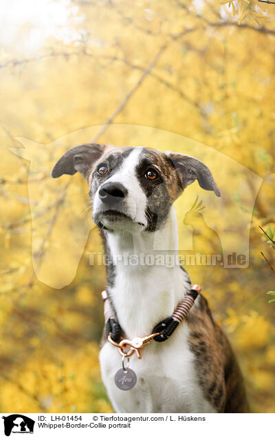 Whippet-Border-Collie Portrait / Whippet-Border-Collie portrait / LH-01454