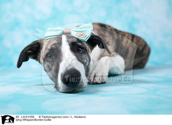 liegender Whippet-Border-Collie / lying Whippet-Border-Collie / LH-01456