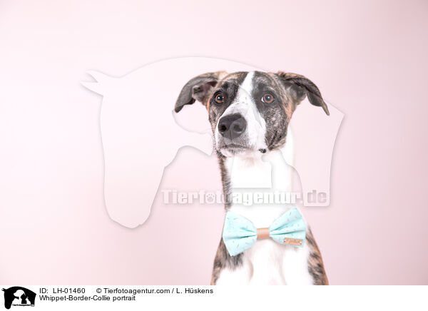 Whippet-Border-Collie Portrait / Whippet-Border-Collie portrait / LH-01460