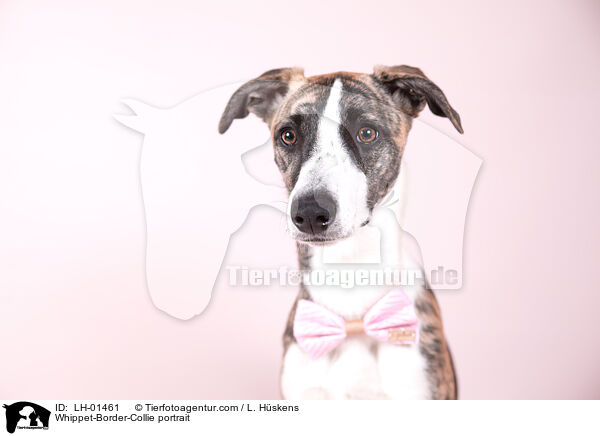 Whippet-Border-Collie Portrait / Whippet-Border-Collie portrait / LH-01461