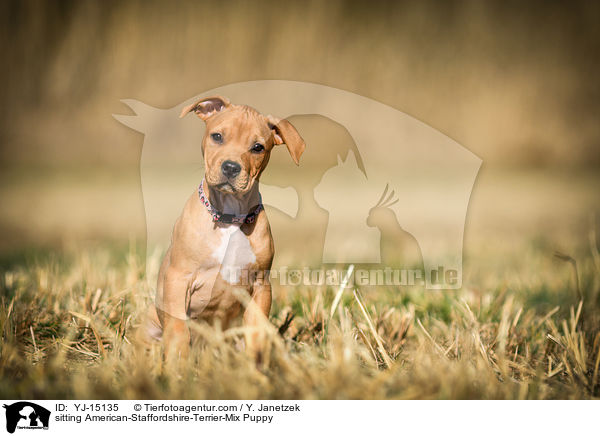 sitzender American-Staffordshire-Terrier-Mischling Welpe / sitting American-Staffordshire-Terrier-Mix Puppy / YJ-15135