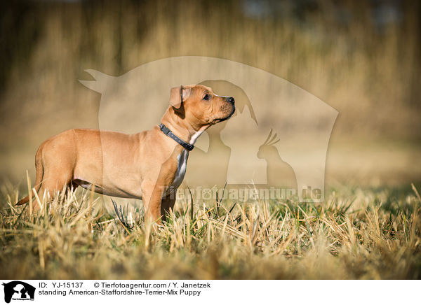 stehender American-Staffordshire-Terrier-Mischling Welpe / standing American-Staffordshire-Terrier-Mix Puppy / YJ-15137