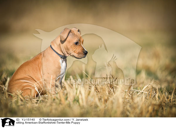 sitzender American-Staffordshire-Terrier-Mischling Welpe / sitting American-Staffordshire-Terrier-Mix Puppy / YJ-15140