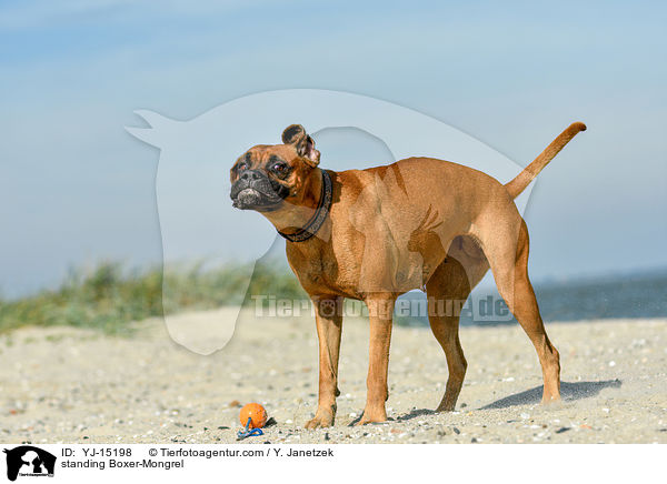 stehende Boxer-Mischling / standing Boxer-Mongrel / YJ-15198