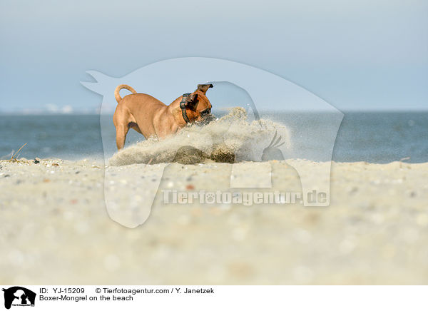 Boxer-Mischling am Strand / Boxer-Mongrel on the beach / YJ-15209