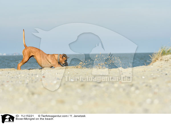 Boxer-Mischling am Strand / Boxer-Mongrel on the beach / YJ-15221