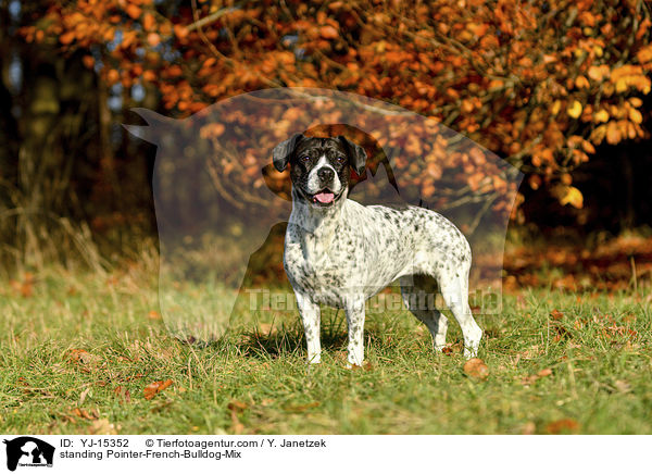 stehender Pointer-French-Bulldog-Mischling / standing Pointer-French-Bulldog-Mix / YJ-15352