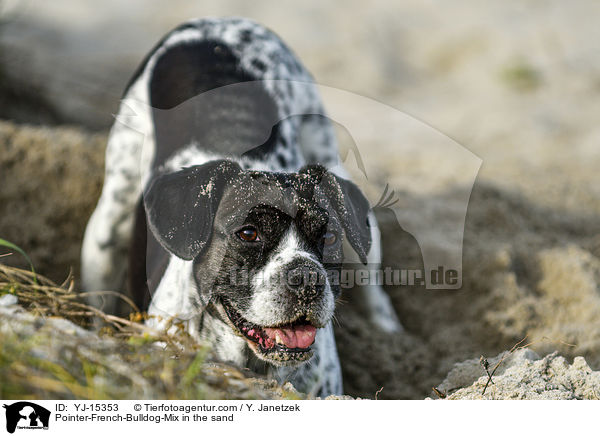 Pointer-French-Bulldog-Mischling im Sand / Pointer-French-Bulldog-Mix in the sand / YJ-15353