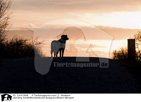 stehender Kleiner-Mnsterlnder-Epagneul-Breton-Mischling / standing Small-Munsterlander-Epagneul-Breton-Mongrel / LH-01468
