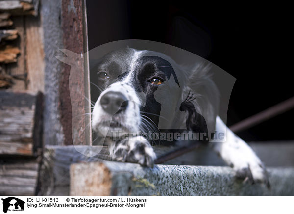 liegender Kleiner-Mnsterlnder-Epagneul-Breton-Mischling / lying Small-Munsterlander-Epagneul-Breton-Mongrel / LH-01513