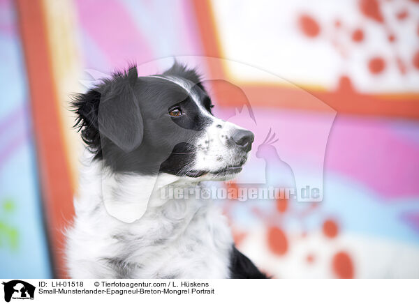 Kleiner-Mnsterlnder-Epagneul-Breton-Mischling Portrait / Small-Munsterlander-Epagneul-Breton-Mongrel Portrait / LH-01518