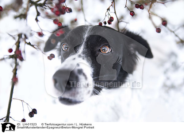 Kleiner-Mnsterlnder-Epagneul-Breton-Mischling Portrait / Small-Munsterlander-Epagneul-Breton-Mongrel Portrait / LH-01523