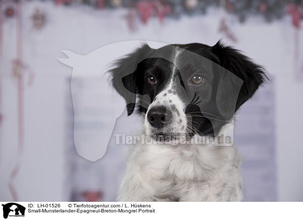 Kleiner-Mnsterlnder-Epagneul-Breton-Mischling Portrait / Small-Munsterlander-Epagneul-Breton-Mongrel Portrait / LH-01526
