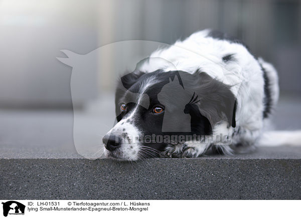 liegender Kleiner-Mnsterlnder-Epagneul-Breton-Mischling / lying Small-Munsterlander-Epagneul-Breton-Mongrel / LH-01531