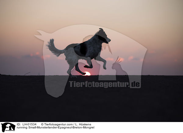 rennender Kleiner-Mnsterlnder-Epagneul-Breton-Mischling / running Small-Munsterlander-Epagneul-Breton-Mongrel / LH-01534