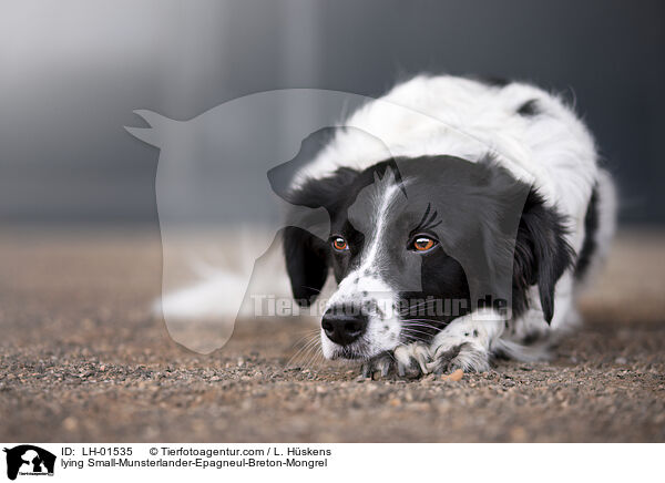 liegender Kleiner-Mnsterlnder-Epagneul-Breton-Mischling / lying Small-Munsterlander-Epagneul-Breton-Mongrel / LH-01535